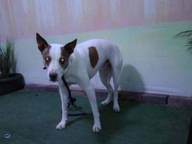 HAROLD - Terrier available for adoption