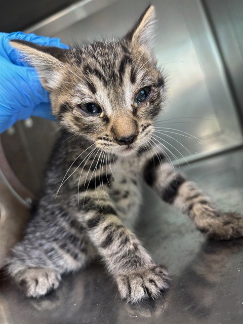 A5787953 - Domestic Short Hair available for adoption
