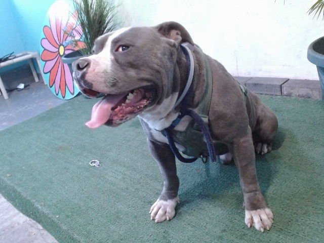 GHOST - Pit Bull Terrier available for adoption