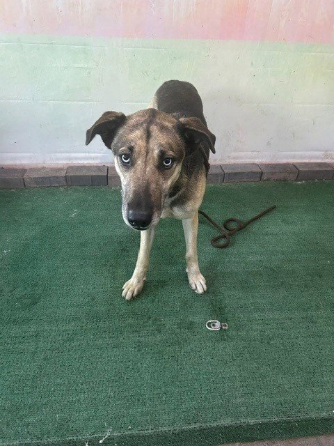 PALOMA - German Shepherd Dog / Siberian Husky available for adoption