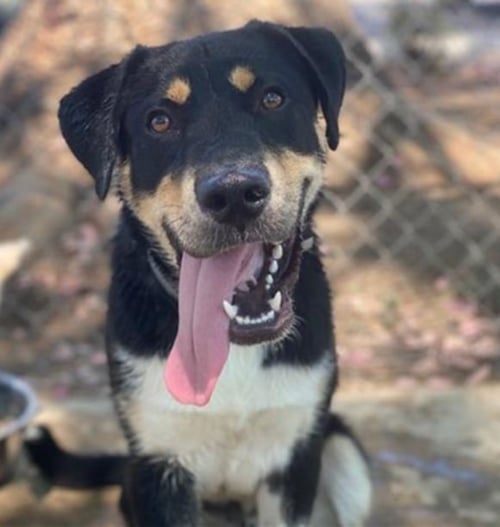 JELLO BIAFRA - Labrador Retriever available for adoption