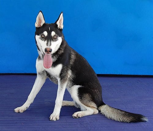 NINA - Siberian Husky available for adoption
