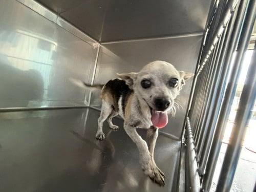 A5791446 - Chihuahua available for adoption