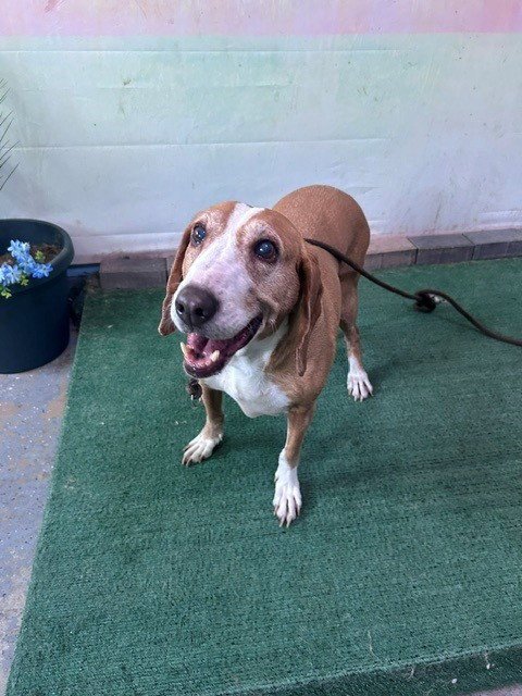 GIA - Beagle available for adoption