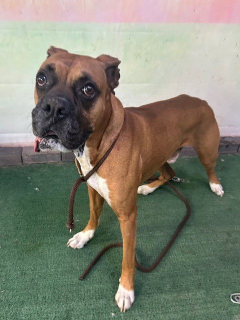 CHARLIE - Boxer available for adoption