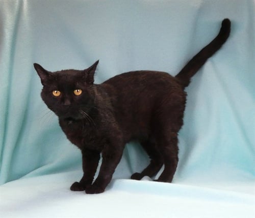 BARAKA - Domestic Short Hair available for adoption