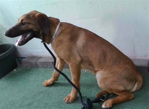 PAYTON - Carolina Dog available for adoption