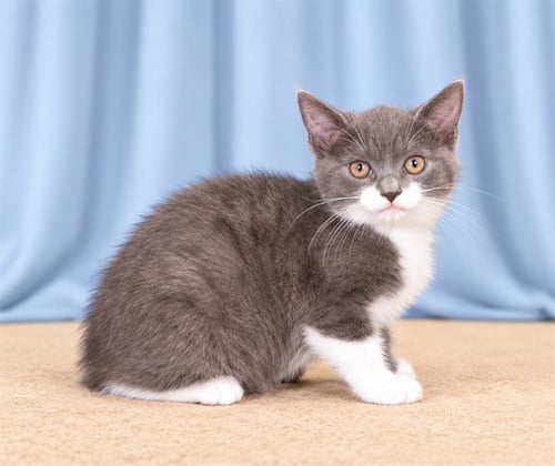 SOX - Domestic Short Hair available for adoption