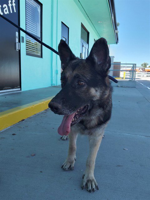 JACKIE - German Shepherd Dog available for adoption