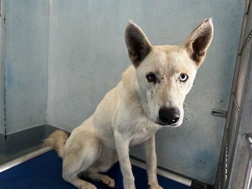 A5798055 - Husky / German Shepherd Dog available for adoption