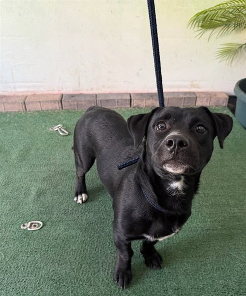 A5793473 - Pit Bull Terrier / Dachshund available for adoption
