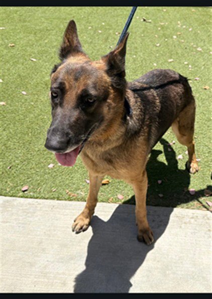 LADY - German Shepherd Dog available for adoption
