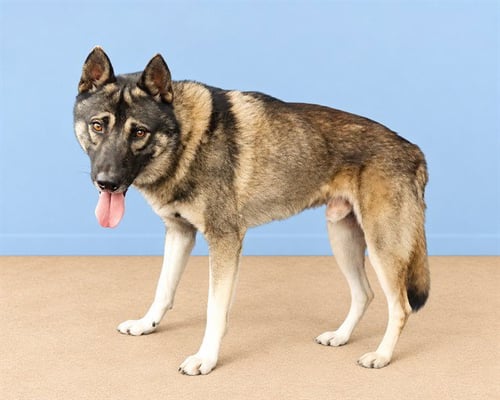 HARRY - German Shepherd Dog available for adoption