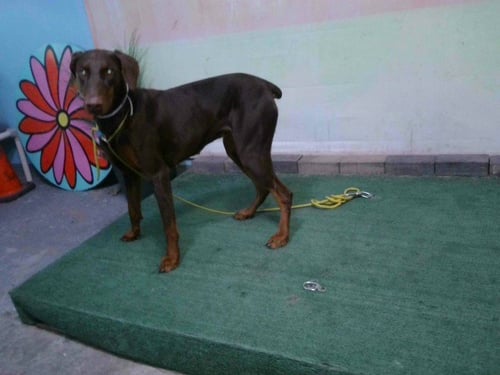 A5764528 - Doberman Pinscher available for adoption