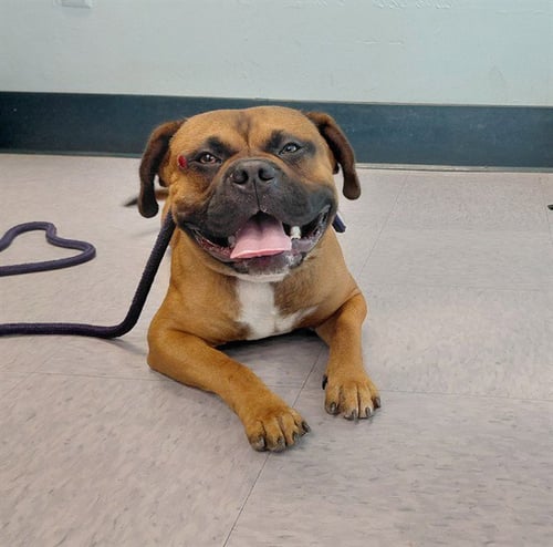 A5803607 - Boxer / Staffordshire Bull Terrier available for adoption