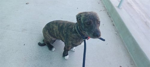 A5806227 - Terrier available for adoption