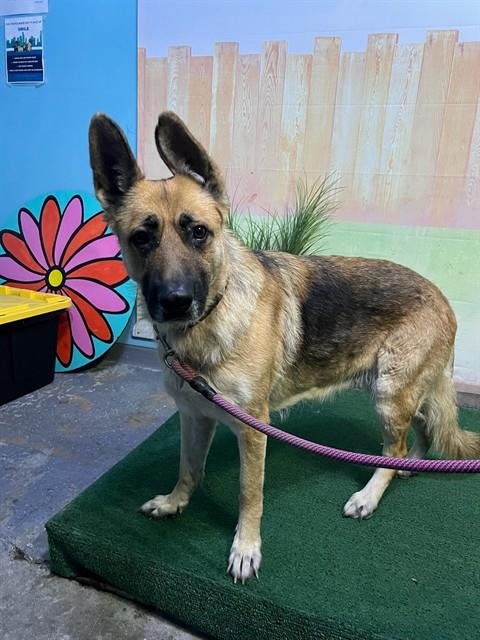 ANA - German Shepherd Dog available for adoption