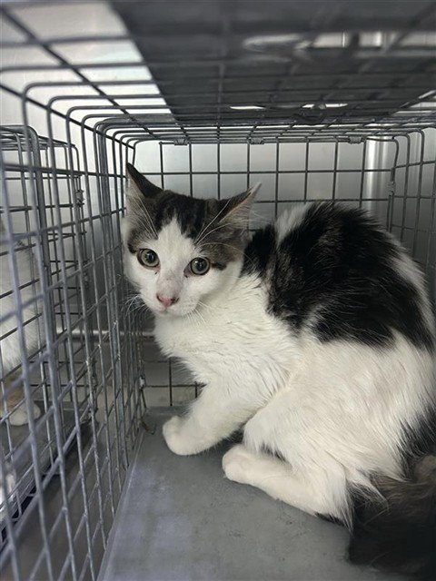 A5796128 - Domestic Medium Hair available for adoption