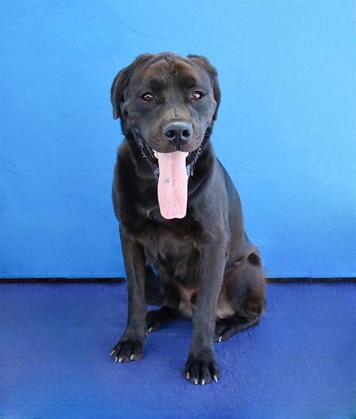 PANTHER - Labrador Retriever / Rottweiler available for adoption