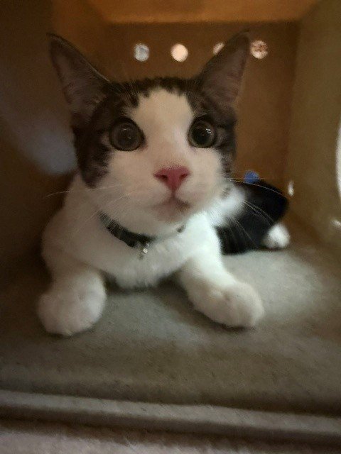 CATRINO
