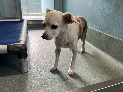 PRINCESS - Chihuahua available for adoption