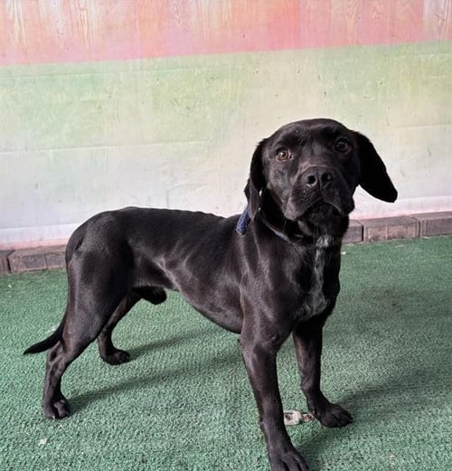 PINTO - Pug available for adoption