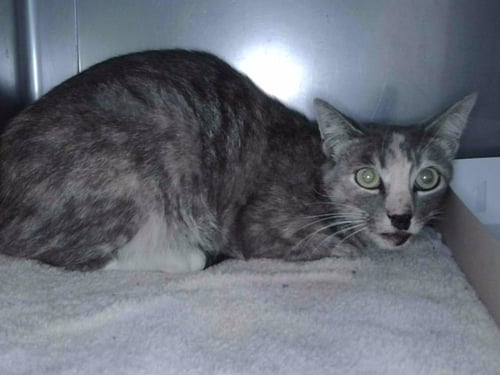 SARABI - Domestic Short Hair available for adoption