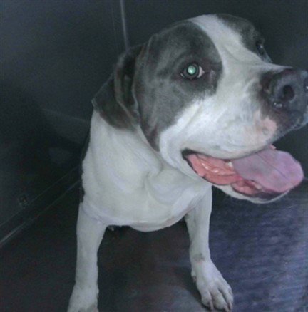 TEDGAR - Pit Bull Terrier available for adoption