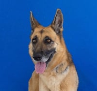 LEIA - Photo 1