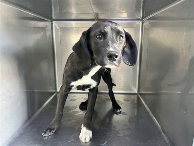 NORBERT - Pit Bull Terrier available for adoption