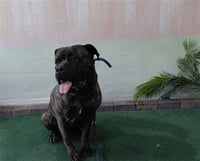 MACK - Photo 1
