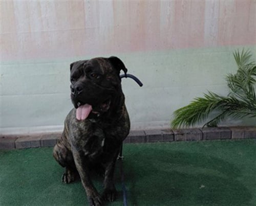 MACK - Mastiff available for adoption