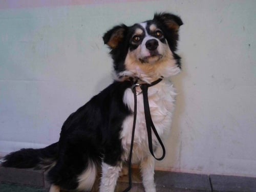 A5768055 - Australian Shepherd available for adoption