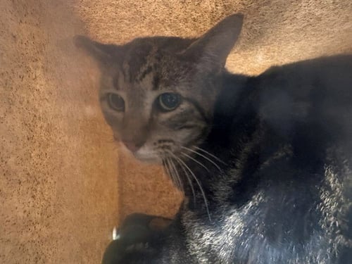 PANCHO - Domestic Short Hair available for adoption