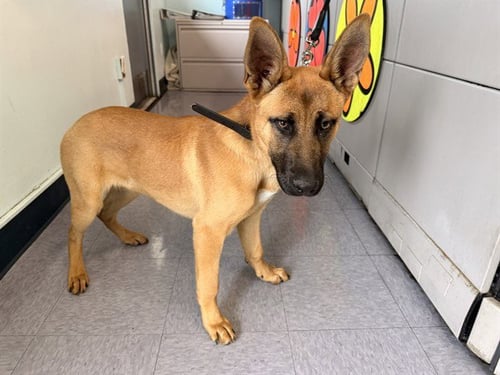 WALLIE - German Shepherd Dog available for adoption