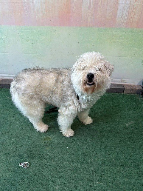 AYLA - Schnauzer / Siberian Husky available for adoption
