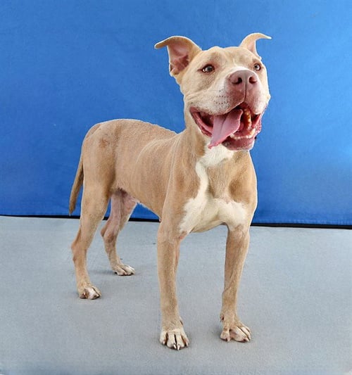 JACE - Pit Bull Terrier available for adoption