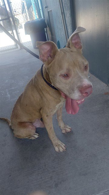 A5791099 - Pit Bull Terrier available for adoption