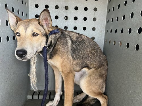 A5803856 - German Shepherd Dog available for adoption