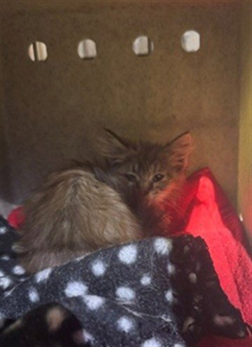 A5793563 - Domestic Long Hair available for adoption