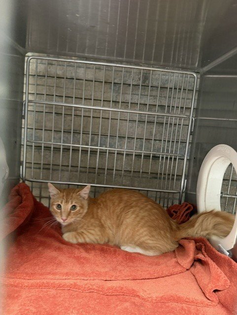 A5793548 - Domestic Short Hair available for adoption