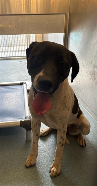 MAGGIE - English Pointer available for adoption