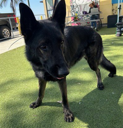 A5800550 - German Shepherd Dog available for adoption