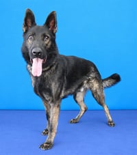DARBY - Photo 1