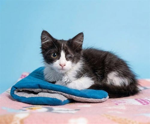 PIRATA - Domestic Medium Hair available for adoption