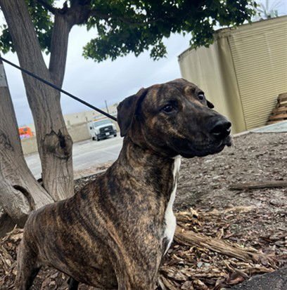 HORACE - Plott Hound available for adoption