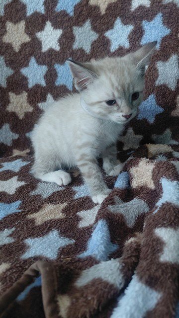 A5797120 - Domestic Short Hair available for adoption
