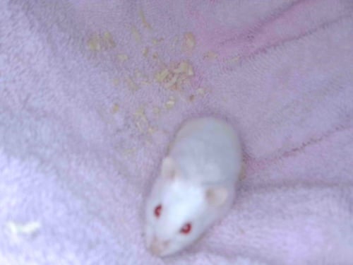 HAMSTER#2
