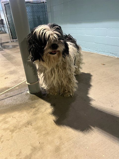 A5807043 - Maltese available for adoption