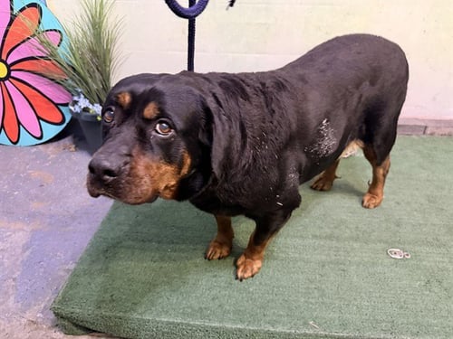 DIVA - Rottweiler available for adoption